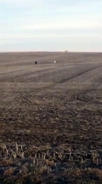 Un chien revient avec deux nouveaux amis