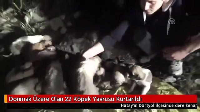 Donmak Üzere Olan 22 Köpek Yavrusu Kurtarıldı