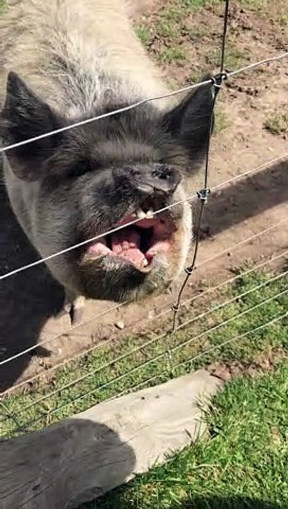 Kunekune Pig is Ready for a Snack