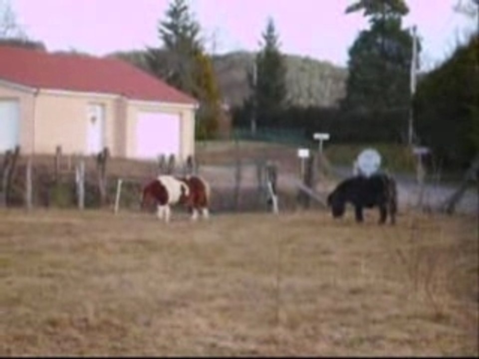 aurel63 poneys