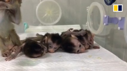 Cloning of gene-edited monkeys