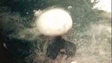 Nuclear Bomb - Explosion over Nagasaki - Corona