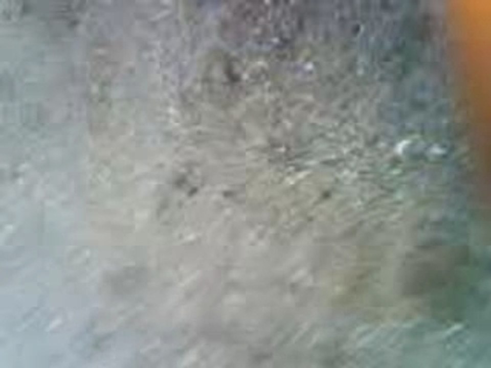 Le Lezard