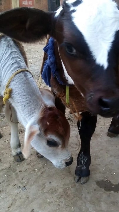 Calf mad