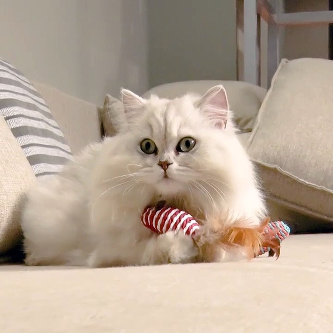 ⁣Lazy pet playing with natural teaser toy