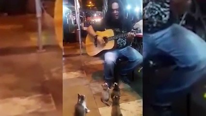 4 chú mèo con ngồi nghe ca sĩ hát