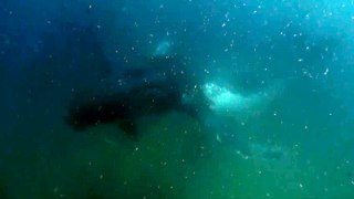 Scary moment shows whale smashing diver's camera