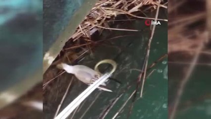 Baraj Kapaklarına Takılan Martıyı İtfaiye Ekipleri Kurtarıldı