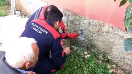 Hayvan kurtarma operasyonları - ADANA