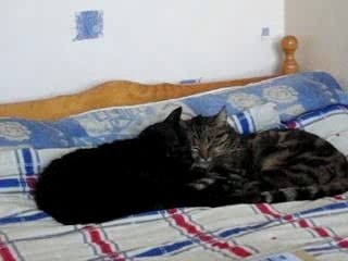 mes chats troublés dans leur sommeil