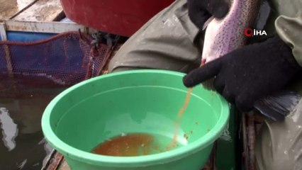 İtalya, Almanya, Hollanda ve Rusya’nın balığı Elazığ'dan...Tesis havadan görüntülendi