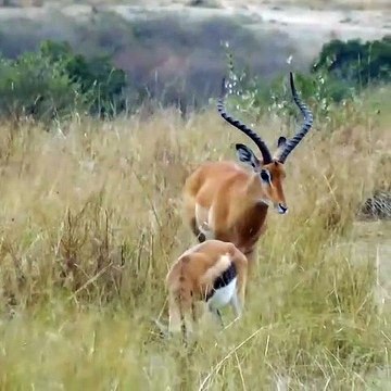 Leopard Hunts Gazelle on Masai Mara Safari, in Africa by Earth Animal Planet