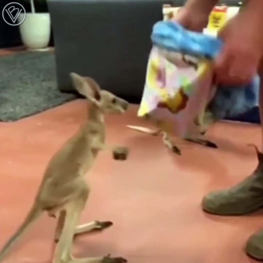 Для австралийцев кенгурята, как для нас котята…