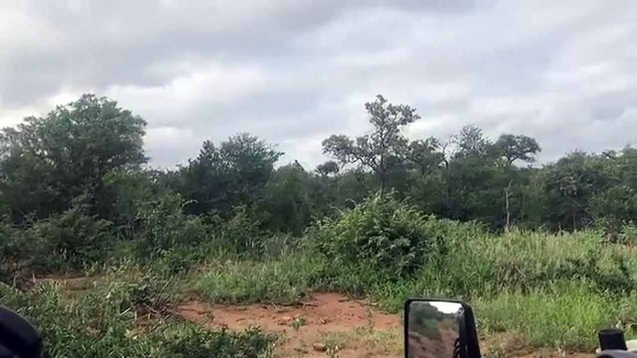 Une lionne sur le dos d’une girafe (Afrique du Sud)