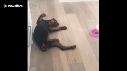 Puppy pretends to play in order to sneak up and steal sister's food