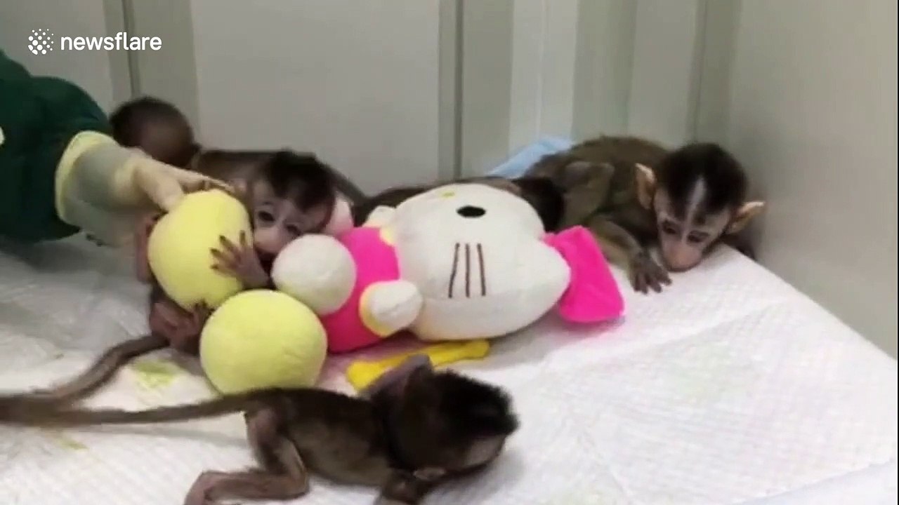 China cloned five gene-edited monkeys for human disease research