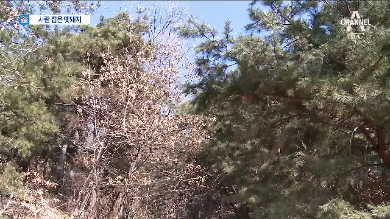 사람까지 습격한 멧돼지…60대 남성 1명 사망