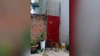 El increíble perro escalador: no hay valla que se le resista