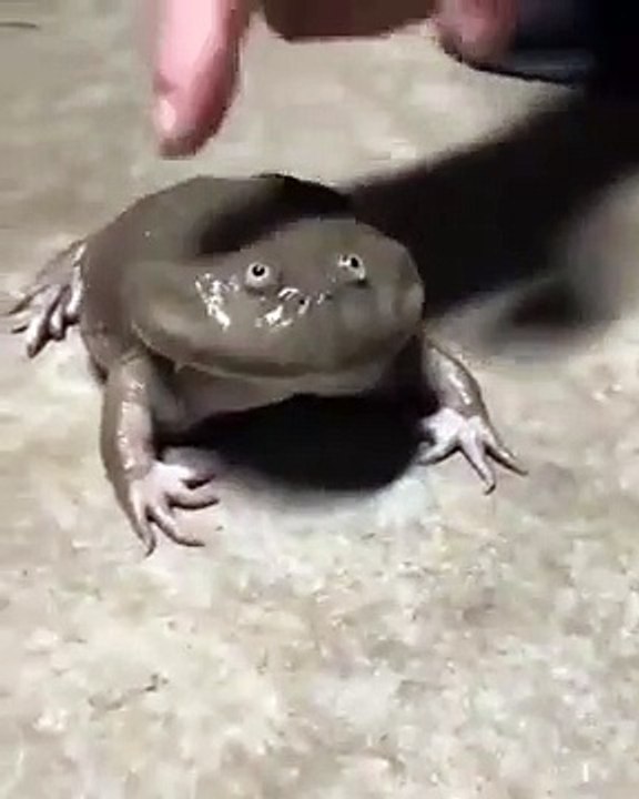 Что ты такое?
