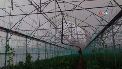 Fırtına plastik seralara zarar verdi, ağaçları devirdi