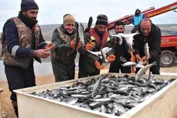 İtalya, Almanya, Hollanda ve Rusya'nın Balığı Elazığ'dan
