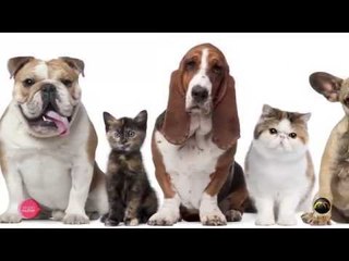 Versão Mulher: Cuidados com seu Pet