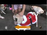 #MultiTV: 1º PUGNICK - Piquenique de Cães em Londrina