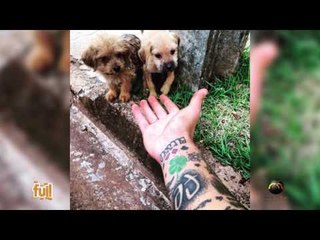 Fui!: Protetores de animais (2 de 4)