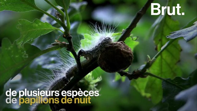 La chenille processionnaire, l'un des insectes les plus nuisibles au monde
