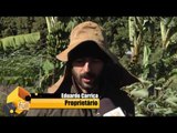 Fui: Agrofloresta - culturas agrícolas com culturas florestais (1 de 3)