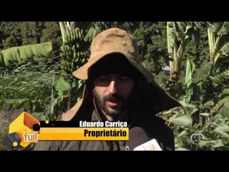 Fui: Agrofloresta - culturas agrícolas com culturas florestais (1 de 3)