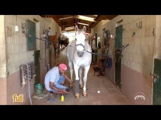 Fui!: Cuidados com cavalos (3 de 3)