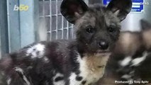 These Endangered, Newborn African Painted Dog Puppies Will Melt Your Heart