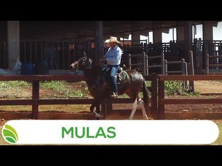 Multi Agro: Mulas
