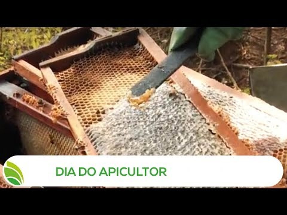 Multi Agro: Dia do Apicultor