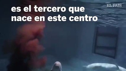 Así nace una ballena beluga