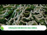 Multi Agro: Criação de Bicho-da-Seda