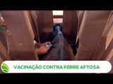 Multi Agro: Vacinação contra Febre Aftosa