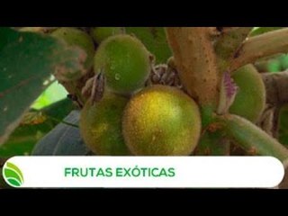 Multi Agro: Frutas Exóticas