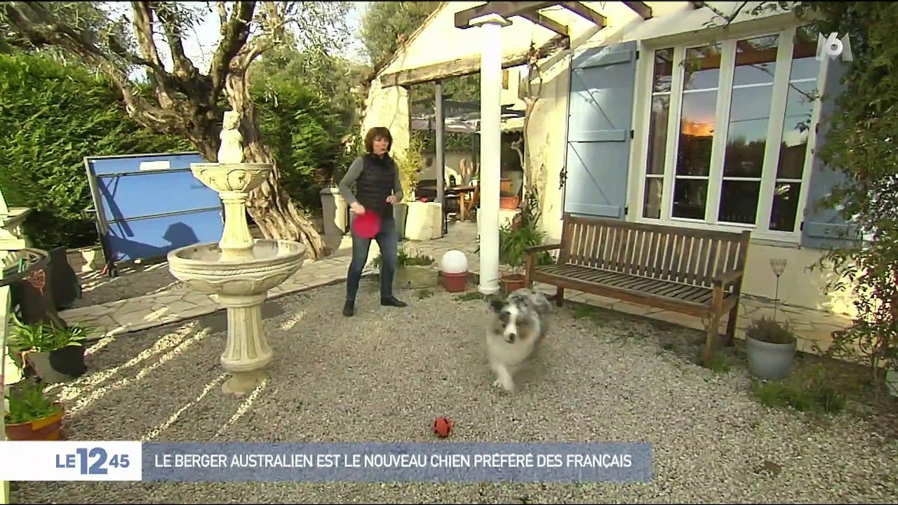 Le berger australien est le nouveau chien préféré des Français