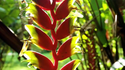 ♫♫♫ Beautiful Places of This Planet ♥ Hawaii ♥ USA ♥ Ultra HD Video