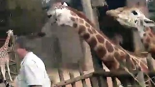 Funny giraffe | Peppa Wee
