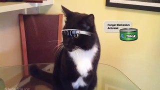 Cat wearing Glasses | Peppa Wee