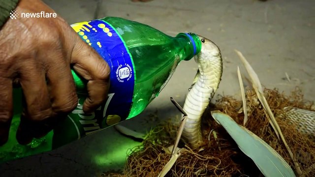 Snake wrangler saves thirsty king cobra trapped in fishnet