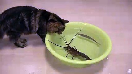 Spiny lobster vs Cat - Cat Videos - Animal Videos 2019