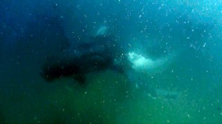 Une baleine frappe la caméra d'un plongeur