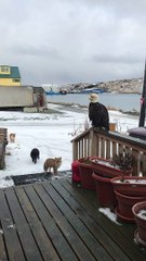 Alaskan Wildlife Greets Woman at Front Door