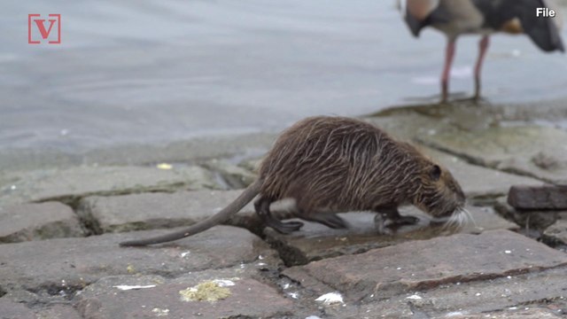 WHO Warns of Deadly Outbreak of Rat-Borne Hantavirus in This Country
