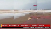 Antalya - Yolunu Şaşıran Yaban Domuzu Konyaaltı Sahilinde Yüzdü