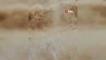 Yaban Domuzunun Konyaaltı Sahilinde Dev Dalgalarla Mücadelesi Kamerada